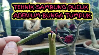 How to Connect Adenium Shoots