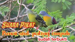 Suara Punai Siul, Mp3 Punai Bakou paling ampuh 💯% buat Pikat