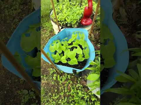 Backyard plants and flowers - going into Memorial Day weekend