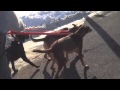 Dramatic Change with aggressive dog in minutes- Solid K9 Training Dramatic Change with aggressive dog in minutes- Solid K9 Training