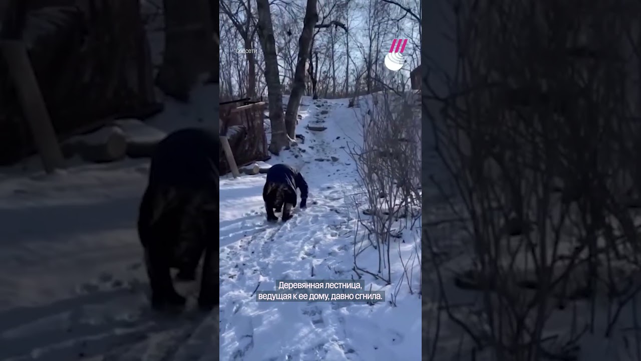 Власти построили лестницу для бабушки — после резонанса в сети