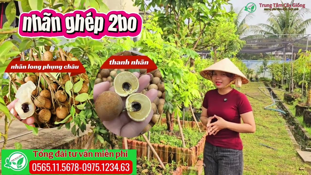 Nhãn ghép 2bo long phụng châu và Nhãn bắp cải 2 loại Nhãn trên 1 cây