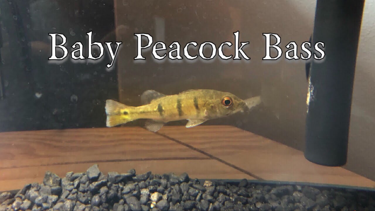 *New* Baby Hybrid Peacock Bass! YouTube