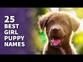 Best puppy names for girls best  popular names for female pups