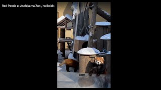 Red Panda at Asahiyama Zoo