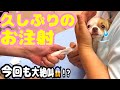 注射が大嫌いな子犬チワワが見せたまさかの行動がかわいい