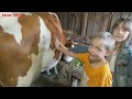 Как правильно доить корову вручную и доильным аппаратом
