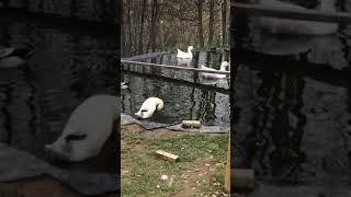 Putz Runde Beim Wassergeflügel