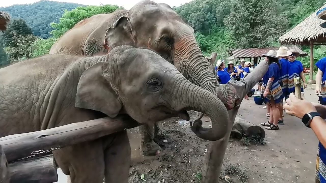 The Gentle Giants at the Elephant World 