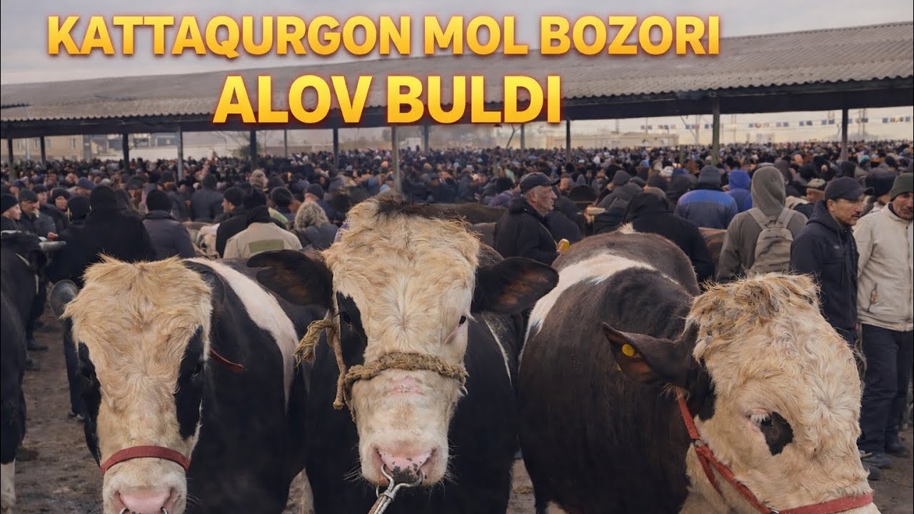 SAMARQAND KATTAQURGON CHORVA BOZORI BUGUBGI NARXLAR 01-03-2026 