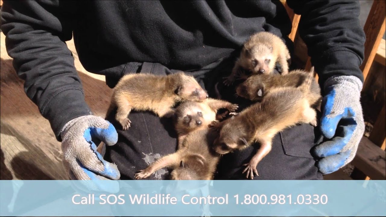 Baby Raccoon Cries - YouTube