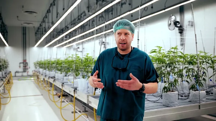 Fluence LED Fixtures Power Six Facilities, 120,000 Square Feet of Canopy for Holistic Industries