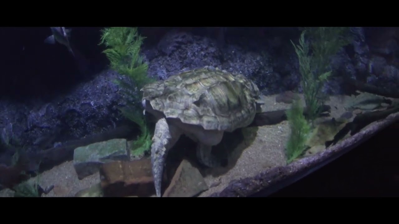 Date With The Wife At The Downtown Aquarium #downtownhouston #datenight #marriedlife 