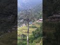 Nyauli banaima
