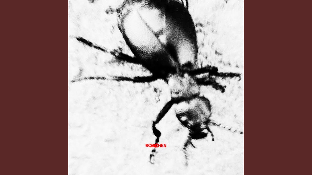 Guarda Roaches su YouTube Guarda Roaches su YouTube
