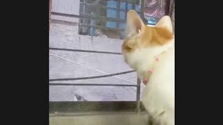 Girl Next door #cat #funny #catlover by Hope & Fun 1,127 views 3 months ago 1 minute, 10 seconds