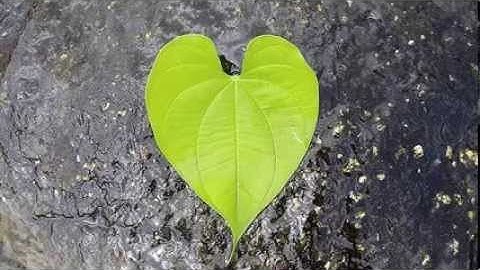 قراءة ممتعة جدا بصوت جميل جدا احمد العجمى سورة لقمان