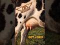 Aerosmith – Get a Grip: You Know Every Song