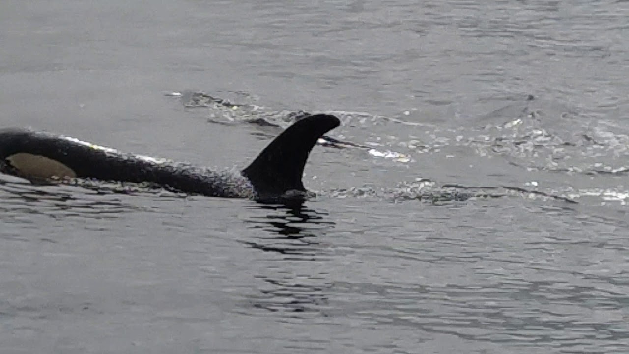 Killer Whales rubbing on the gravel at Pebble Beach