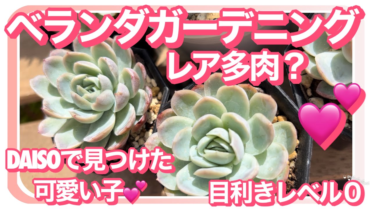 3 31 多肉植物 Daisoレア多肉 ベランダ多肉 100均多肉 購入から1か月後 あなたはだあれ ベランダガーデニング Youtube 3 31 多肉植物 Daisoレア多肉 ベランダ多肉 100均多肉 購入から1か月後 あなたはだあれ ベランダガーデニング Youtube