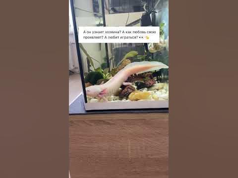 Аксолотль - YouTube