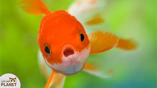 How a goldfish got Rescued from Releasing to the lake | Life with Story by Life on Planet 74 views 2 years ago 2 minutes, 35 seconds