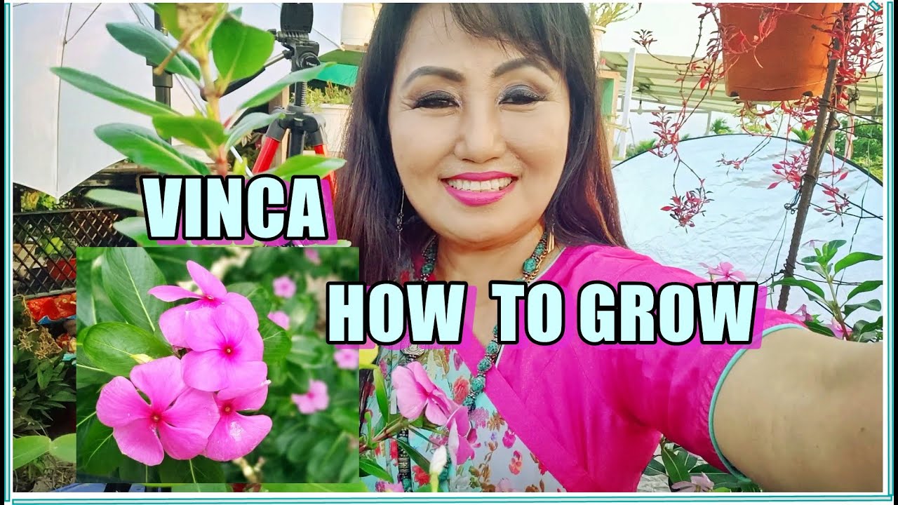 HOW TO GROW VINCA YouTube