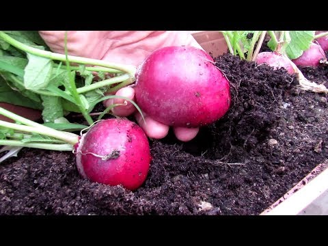 Video: Lub Yim Hli Ntuj: Sowing Radishes