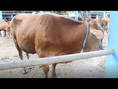 Sapi Jogrog Di Bandrol ihargai 20 Juta Pasar Sapi Sapi Jogrog Di Bandrol ihargai 20 Juta Pasar Sapi