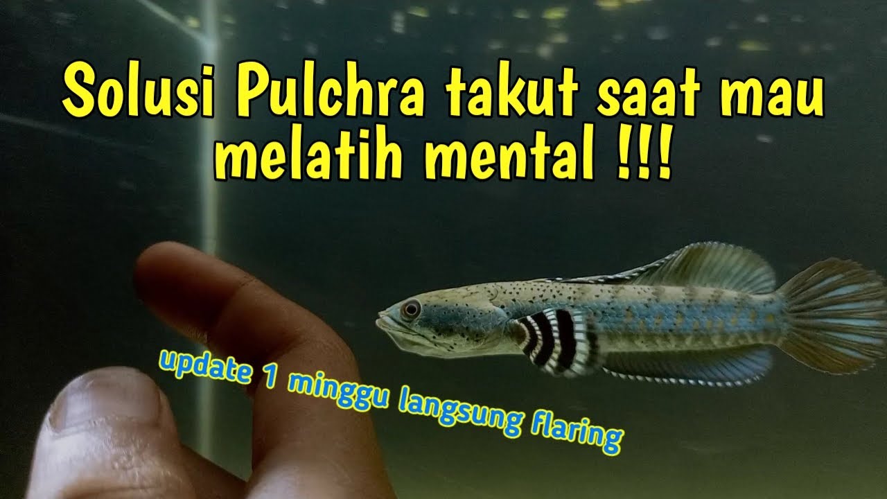 Cara melatih mental channa pulcra. ikan takut ikan mojok tidak flaring sama sekali !!!