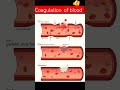 blood coagulation mechanism #shortsyoutube #shortsviral #humanbody