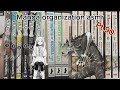 Manga organization asmr 🍡// Setup// Manga collection tiktoks pt.90📘📚