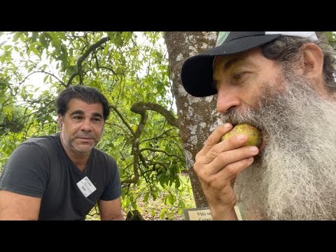 CAMPBELL WHITE SAPOTE  AKA NATURE'S FLAN