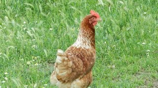 Курочка, цыплята и петух(Домашняя птица бегает по траве. Курочка, цыпленок и петух., 2016-06-03T05:25:56.000Z)