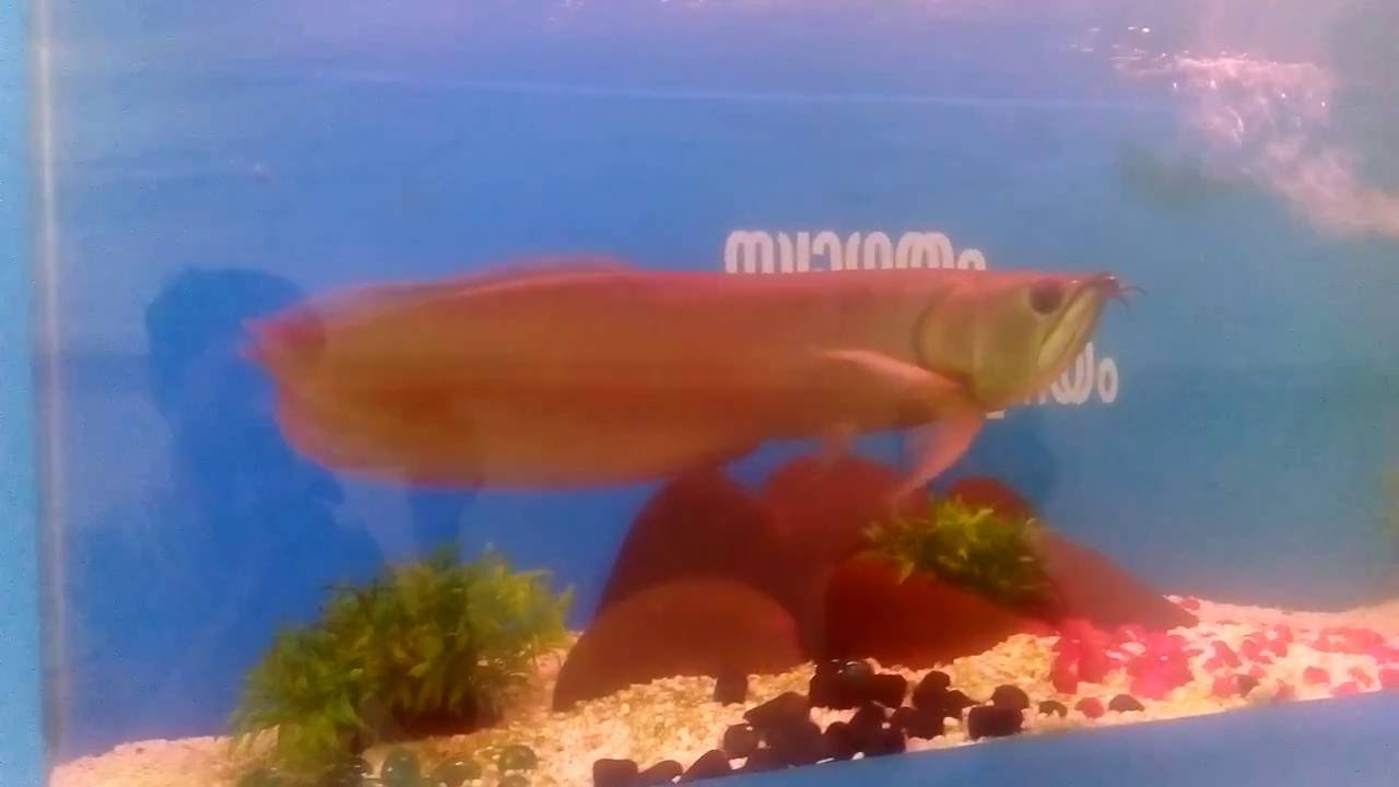 the most expensive freshwater fish