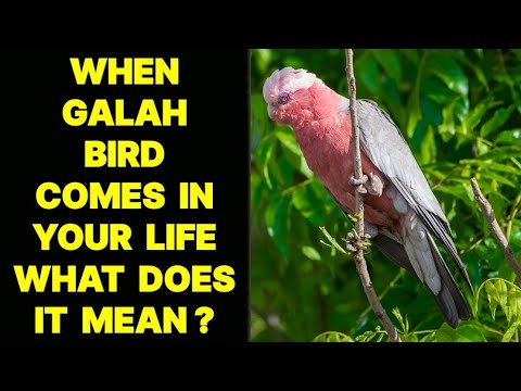 Galah Spiritual Meaning