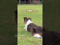 遊ぶ気満々の弟犬 vs 全く乗り気じゃないお兄ちゃん犬【日本スピッツ・ボーダーコリー】#shorts #癒し #兄弟犬