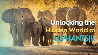 Unlocking the Hidden World of Elephants: Shocking Discoveries No One Talks About!! 2023