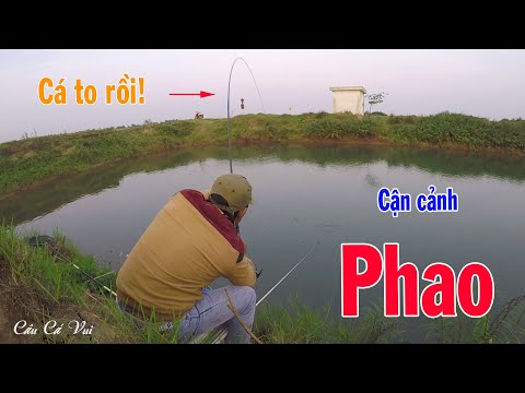 Video Câu Cá Rô Phi Khủng - Câu Cá Tốc Độ Cao, Cận Cảnh Phao... - youtube