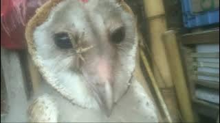 Cara memberi makan anakan Burung hantu Tyto alba