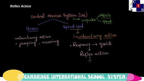 1.2.1: Reflex Arc, Human Organ Systems, General Science Punjab Level-8