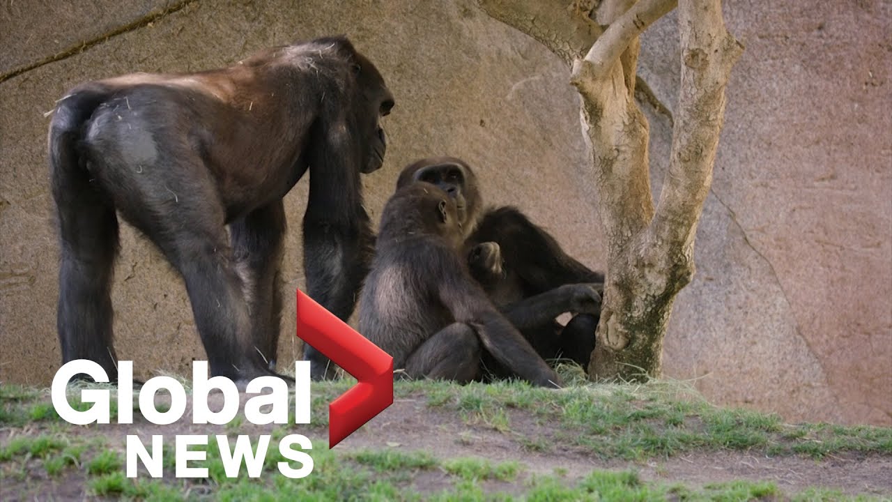 Coronavirus: Gorillas at San Diego Zoo in California test positive for COVID-19
