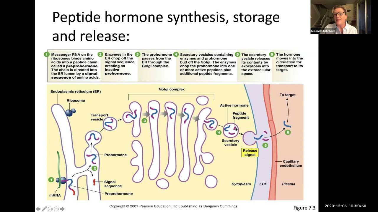 Physiology - Chapter 7, Endocrine System