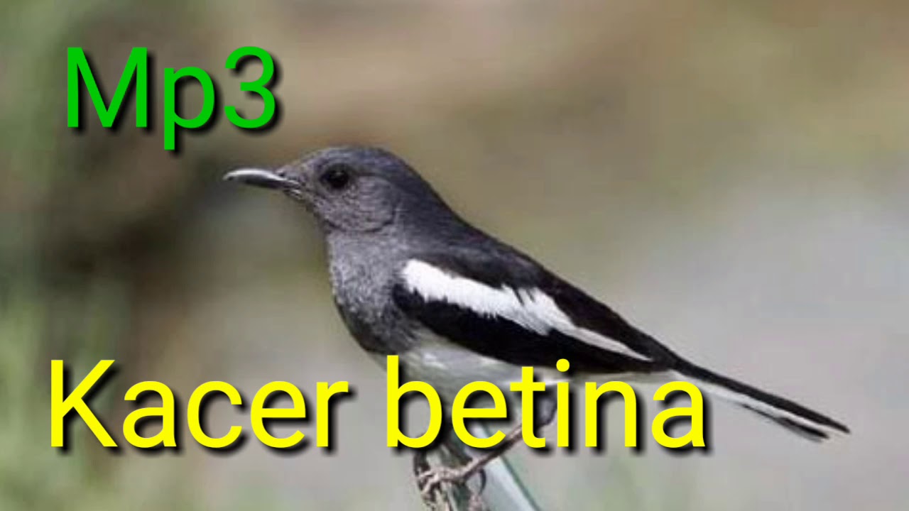 Mp3 Kacer Betina Memanggil Kacer Jantan Youtube