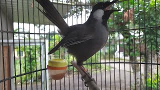 Masteran Poksay Hongkong Gacor‼️HITUNGAN Menit  burung poksay pasti nyaut #7
