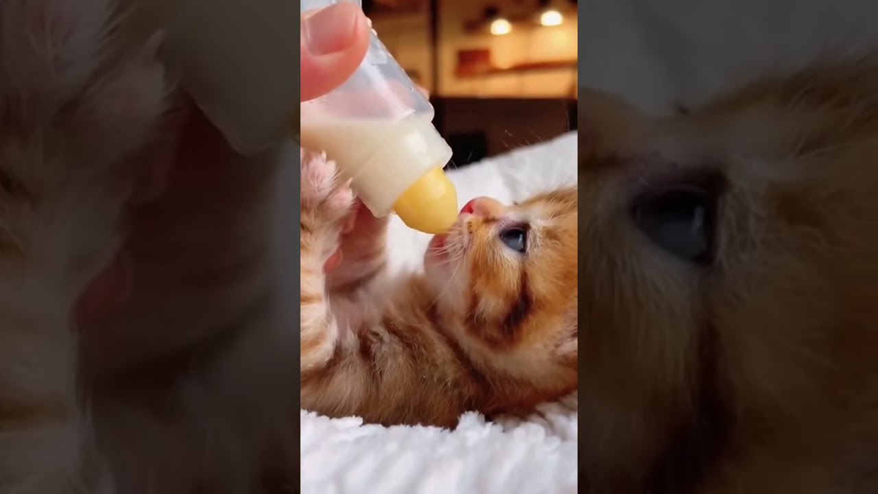 owww cre:internet - meowmeow kitten cuteKitten funnyCat catLover catVideo catLife