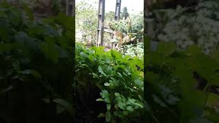 Aprenda A Cutivara Sua Orta