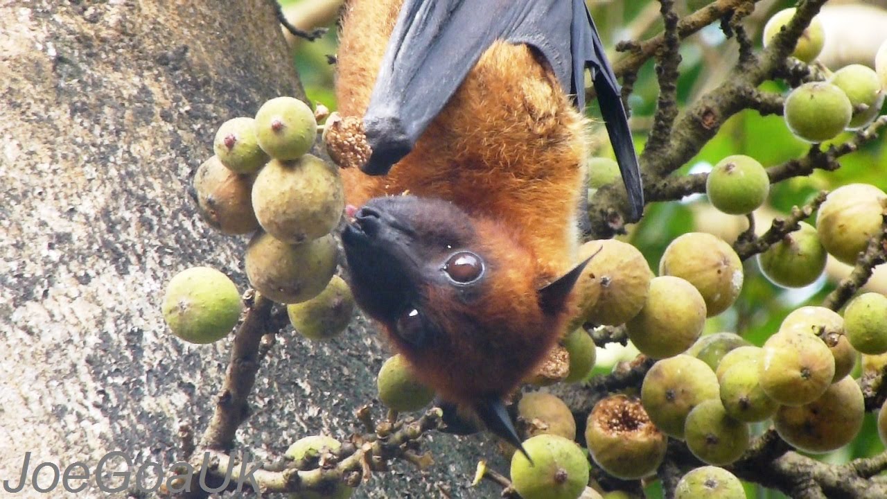 Fruit bats YouTube