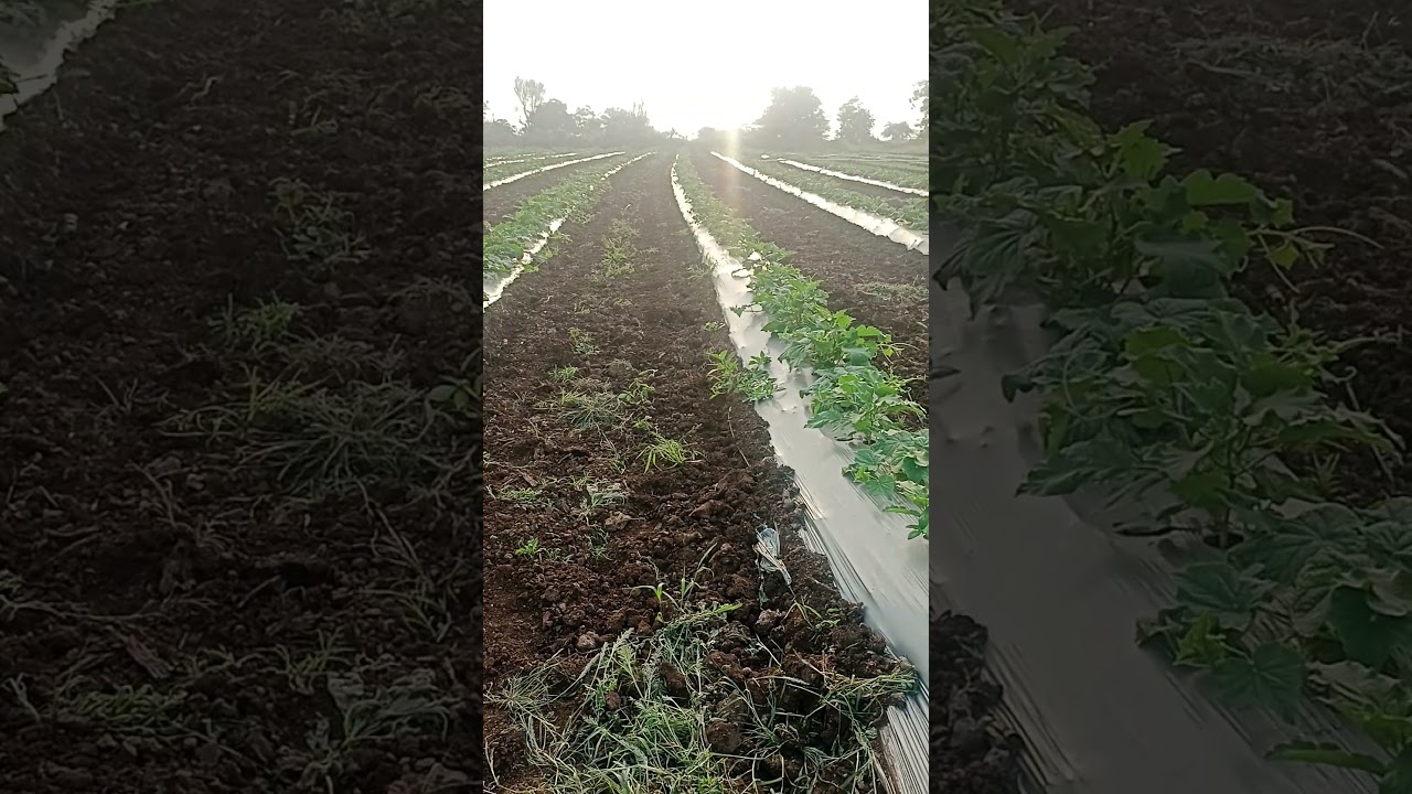 Intercrop Brinjal+ Cucumber Change the farmer's life and farming system