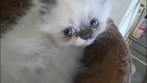 Video 6780011: playful himalayan persian kittens